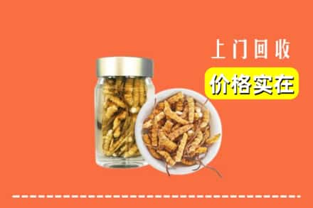 武山县回收散虫草