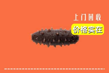 武山县回收海参